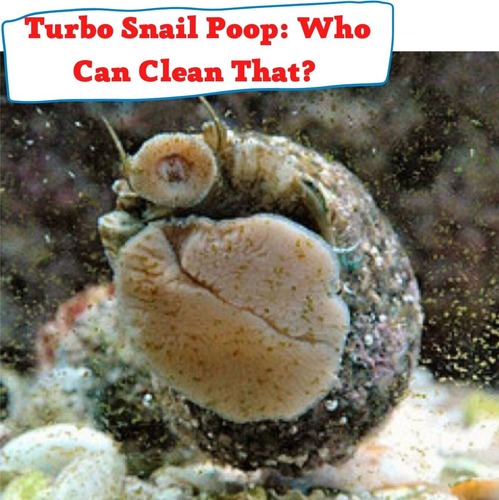Turbo Snail Poop: Who Can Clean That? 