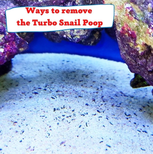 Ways to remove the Turbo Snail Poop