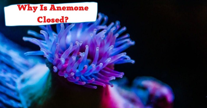 Why Is My Anemone Closed? Check The Conditions Of Its Life