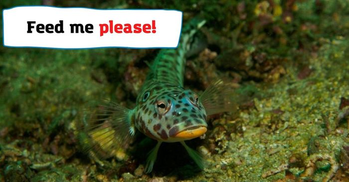 How to feed your goby?