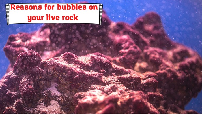 Reasons for bubbles on your live rock and possible solutions