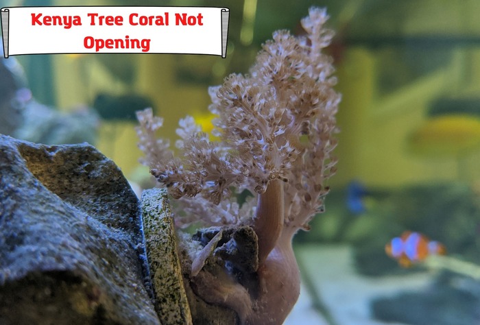 Kenya Tree Coral Not Opening. Water Quality, Neighbors, Or What Else Is In Charge?