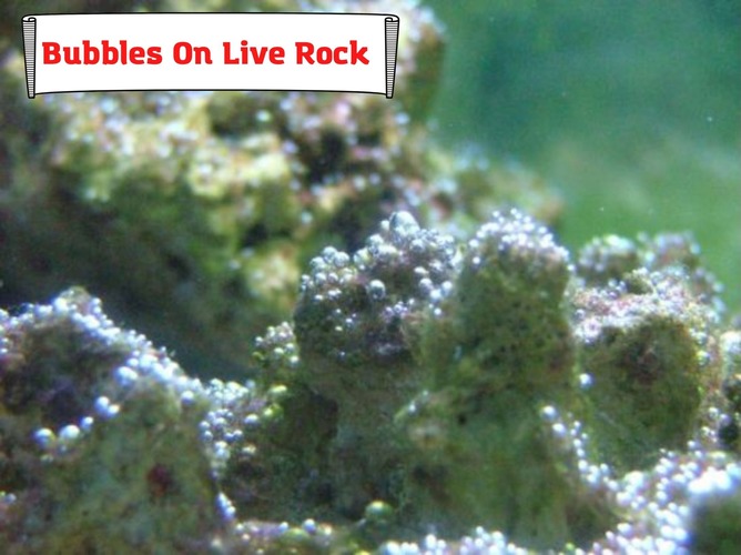 Bubbles On Live Rock. Why Are There Bubbles And What To Do With Them?