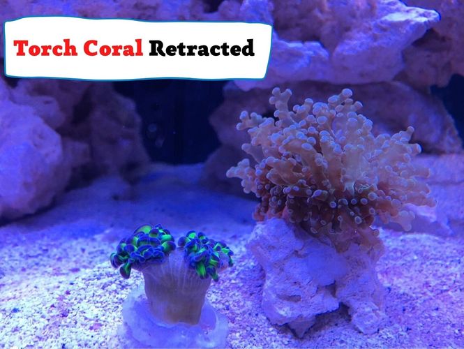 torch coral retracted