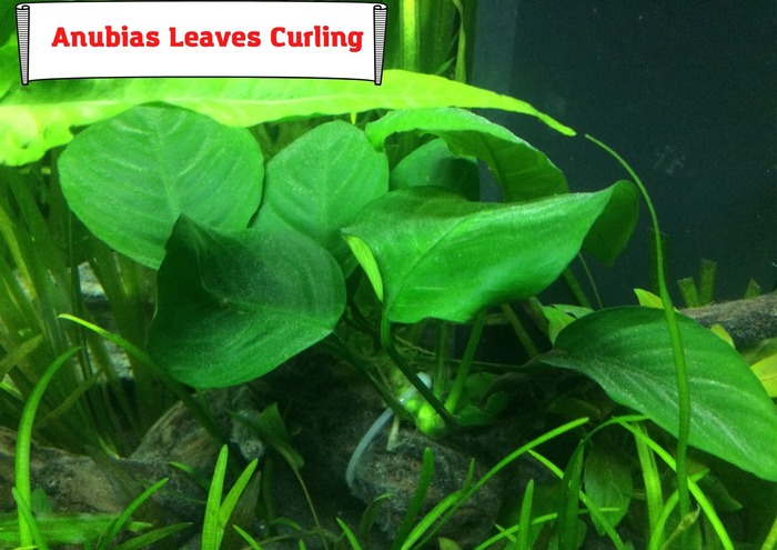 Anubias Leaves Curling. CO2, Light, Water Parameters. What's Wrong?