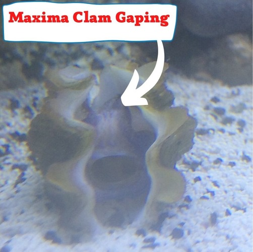 Why is Maxima Clam gaping