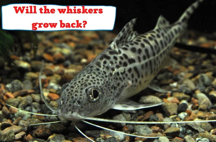 Do Catfish Whiskers Grow Back?