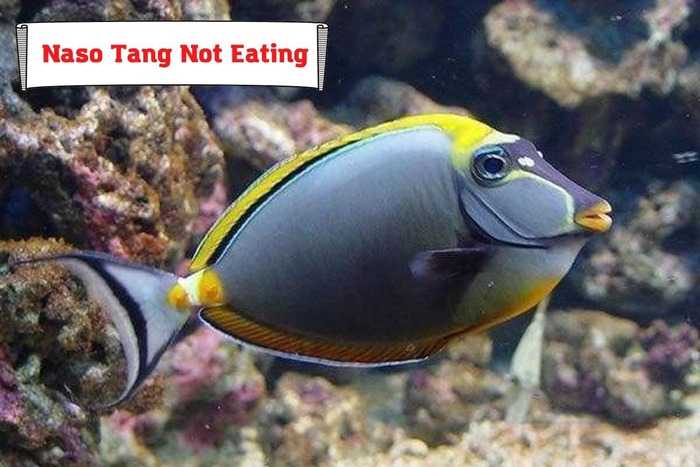 Naso Tang Not Eating. Checklist For Aquarists To Urgently Follow