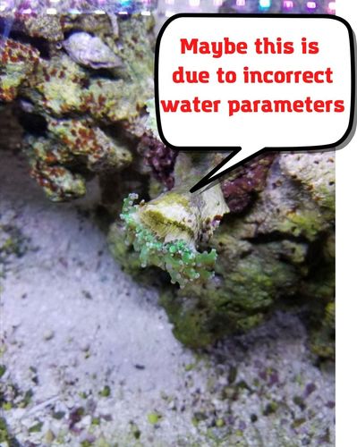 Incorrect Water Parameters in aquarium
