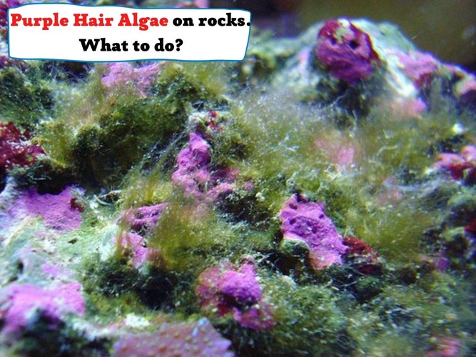 purple hair algae on rocks