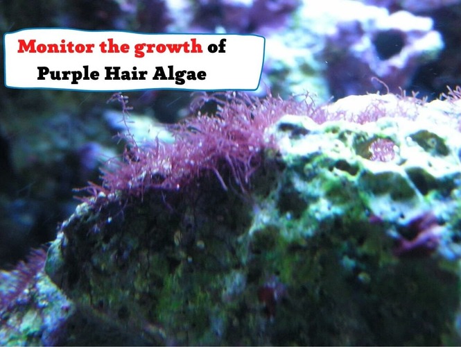 monitor the growth of purple hair algae