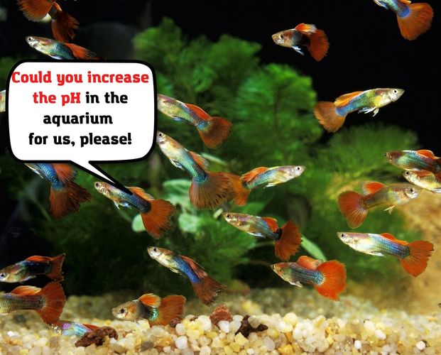 to increase pH in Aquarium