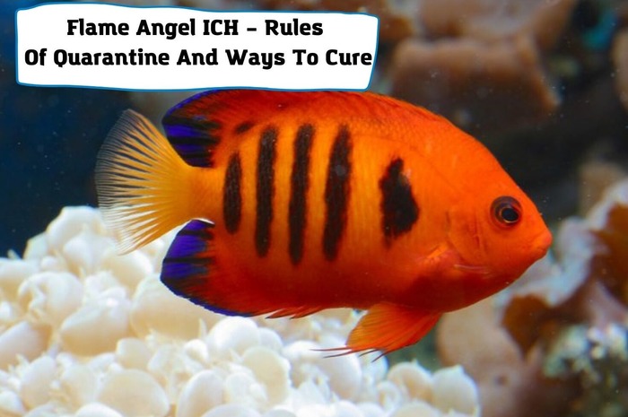 Flame Angel ICH – Rules Of Quarantine And Ways To Cure