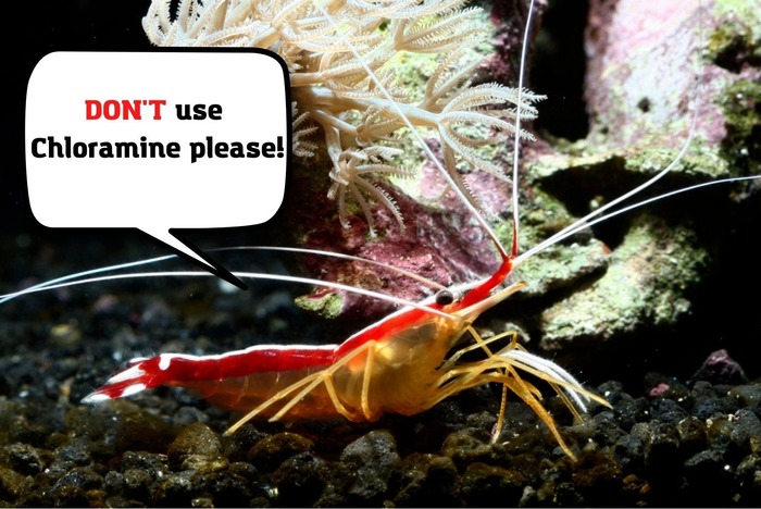 Chloramine (NH2CL) is fatal for Cleaner Shrimps