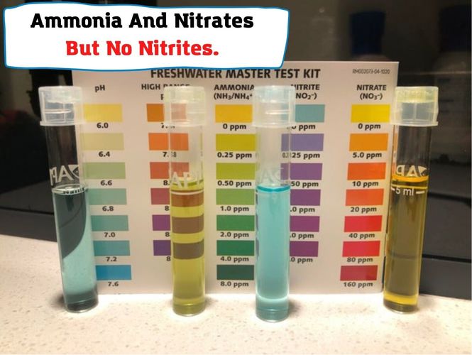 Ammonia And Nitrates But No Nitrites. What’s Wrong With Your Water?