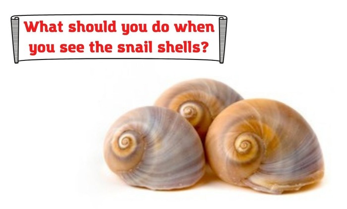 What should you do when you see the snail shells?