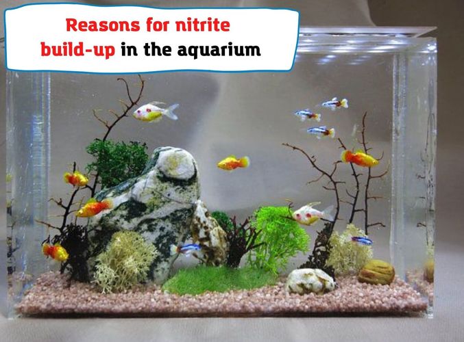 Reasons for nitrite build-up