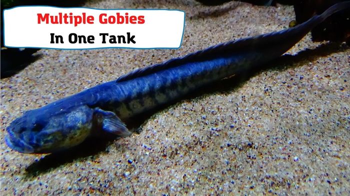 Multiple Gobies In One Tank. Aquarium Size And Other Things To Consider