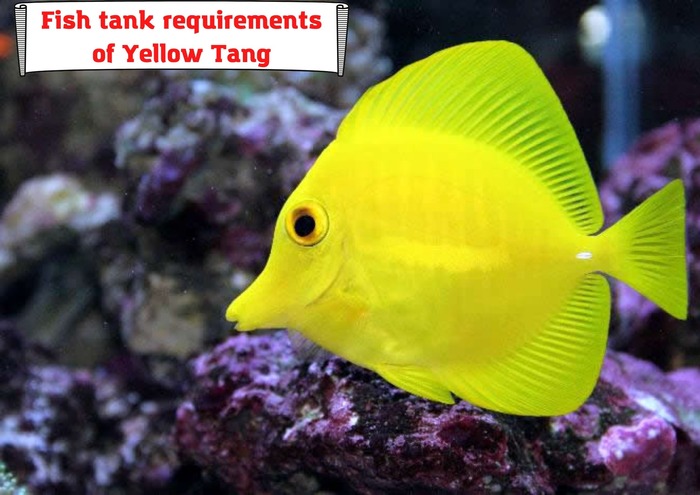 Fish tank requirements of Yellow Tang