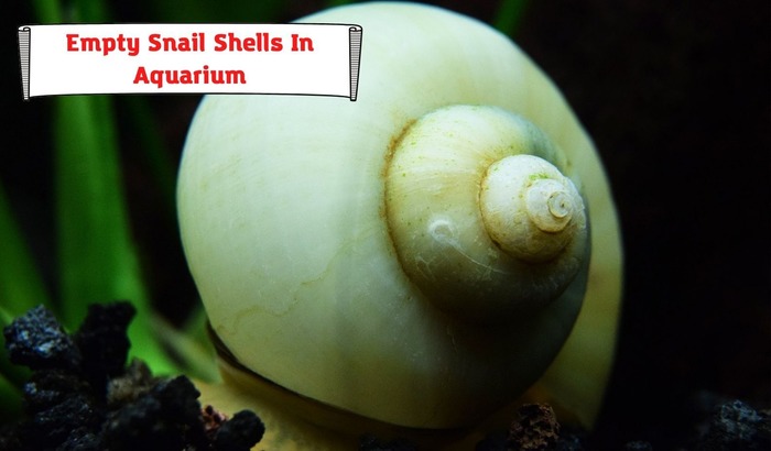 Empty Snail Shells In Aquarium. Should I Remove Them? Beware Of Ammonia Spike