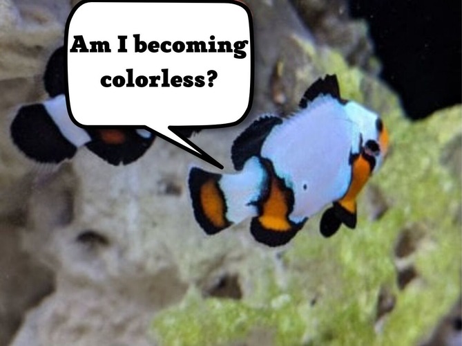 Clownfish Losing Color