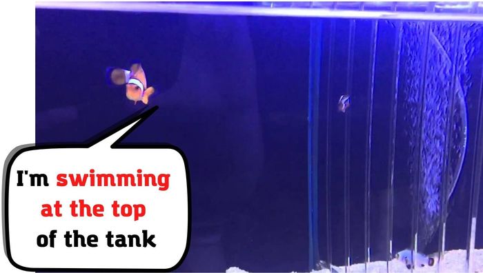 clownfish swimming at the top of the tank