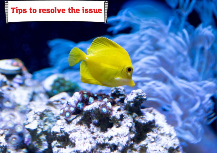 Why is your Yellow Tang not eating – tips to resolve the issue
