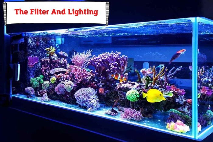 The Filter And Lighting in aquarium