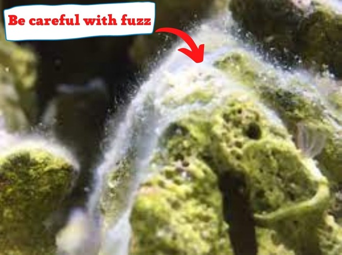 how to identify fuzz on live rocks