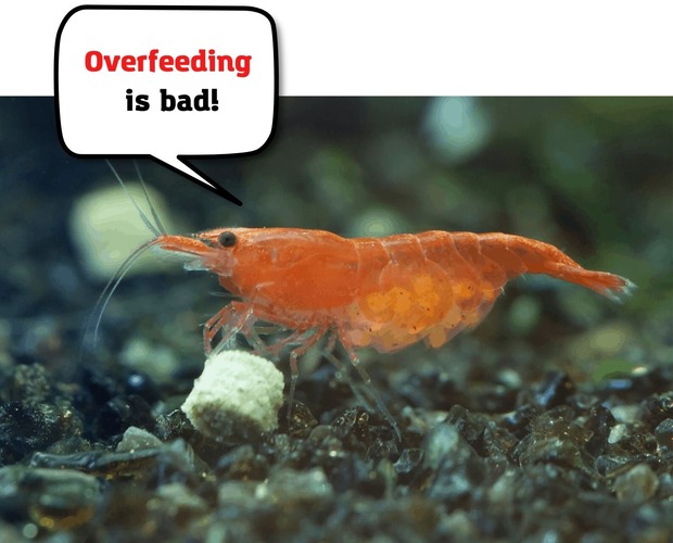 Overfeeding also causes Cleaning Shrimp death