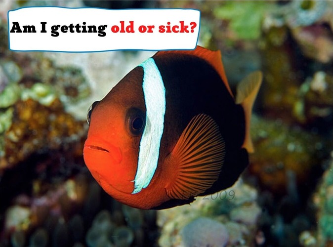 Why Do Clownfish Turn Black: Are They Ill Or Just Ageing? 