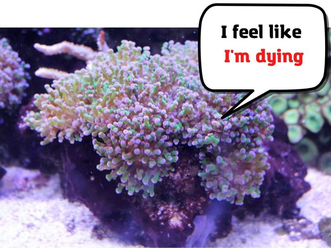 Frogspawn Coral Dying: Water Parameters, Aging. What Else? 