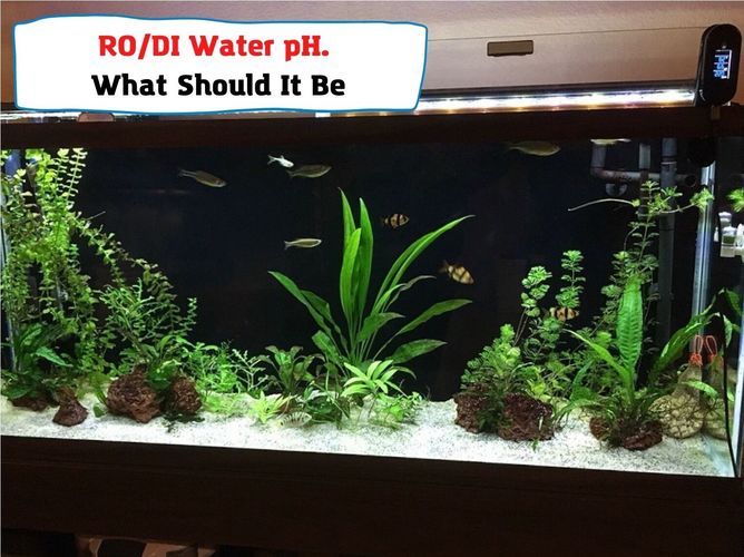 RO/DI Water pH. What Should It Be, And Why Is It Too High For Your Aquarium?
