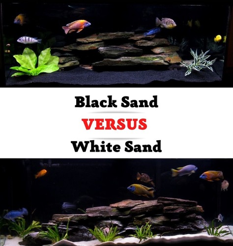 Black Sand Vs. White Sand Aquarium