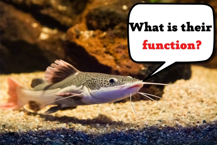 The Function of Whiskers for a Catfish