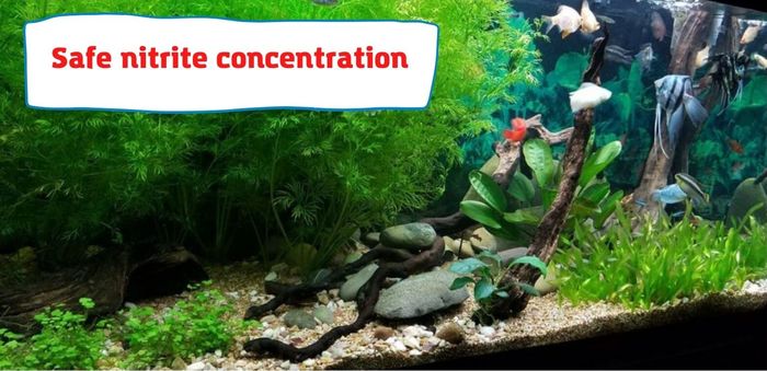 Safe nitrite concentration in a fish tank