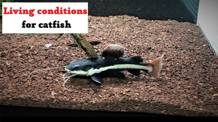 Living conditions for catfish