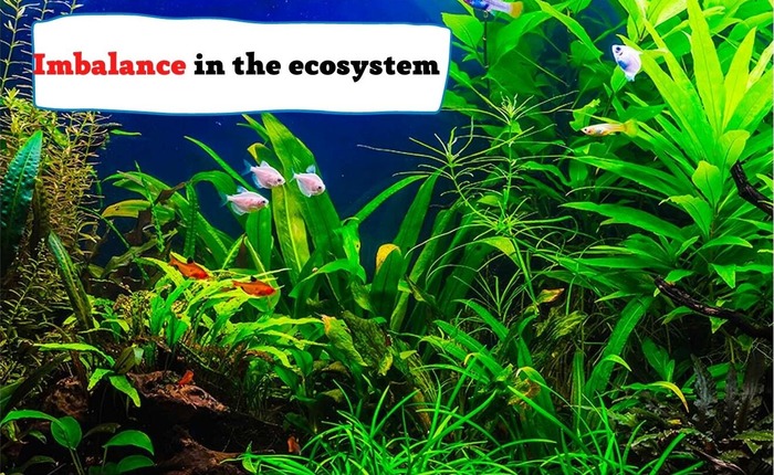 imbalance in the ecosystem