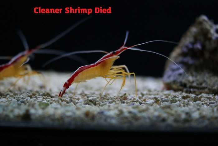 Cleaner Shrimp Died. What Can Be The Potential Causes Of That?