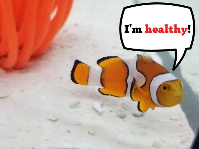 How to know if my clownfish is healthy