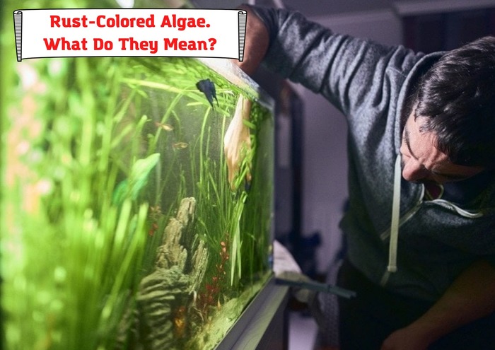 Rust-Colored Algae – What Do They Mean? And How To Get Rid Of It?