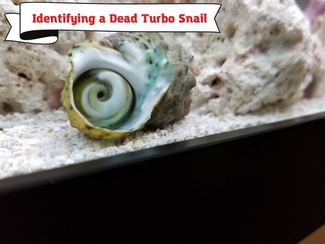 Identifying a Dead Turbo Snail