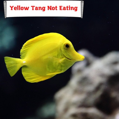 Yellow Tang Not Eating