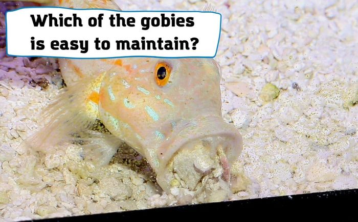 Which of the gobies is easy to maintain?