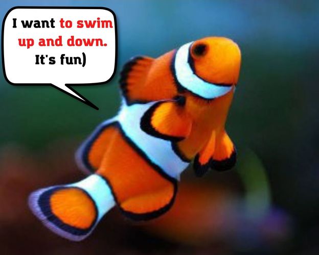Clownfish Swimming Up And Down