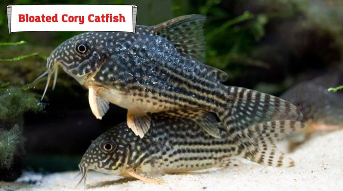 Bloated Cory Catfish
