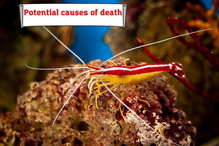 Potential causes of Cleaner Shrimp's death