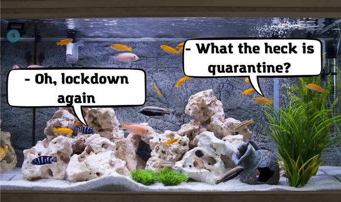 quarantine aquarium setup