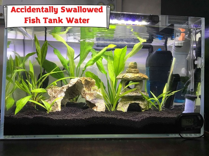Accidentally Swallowed Fish Tank Water. What To Do And Should You Worry?