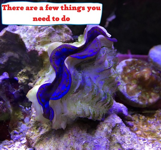 What should you do to provide an optimal environment for the Maxima Clam